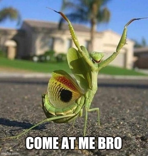 Mantis style | COME AT ME BRO | image tagged in come at me bro,praying mantis | made w/ Imgflip meme maker