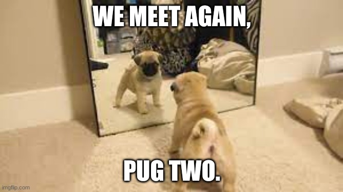 pug two | WE MEET AGAIN, PUG TWO. | image tagged in pugs,funny,memes,fun,animals | made w/ Imgflip meme maker