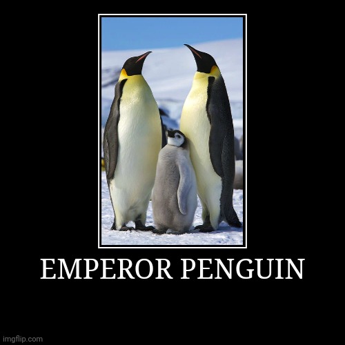 Emperor Penguin | image tagged in demotivationals,penguin | made w/ Imgflip demotivational maker