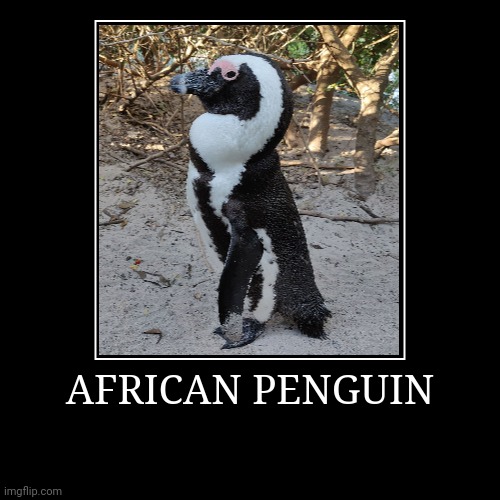 African Penguin | image tagged in demotivationals,penguin | made w/ Imgflip demotivational maker