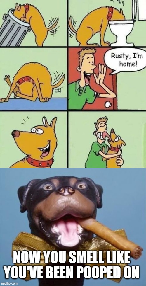 THATS MY IN LAWS | NOW YOU SMELL LIKE YOU'VE BEEN POOPED ON | image tagged in triumph the insult comic dog,dogs,funny dogs,comics/cartoons | made w/ Imgflip meme maker