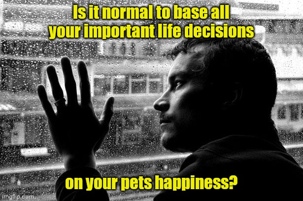 Just remember, they love you. | Is it normal to base all your important life decisions; on your pets happiness? | image tagged in memes,over educated problems,funny | made w/ Imgflip meme maker