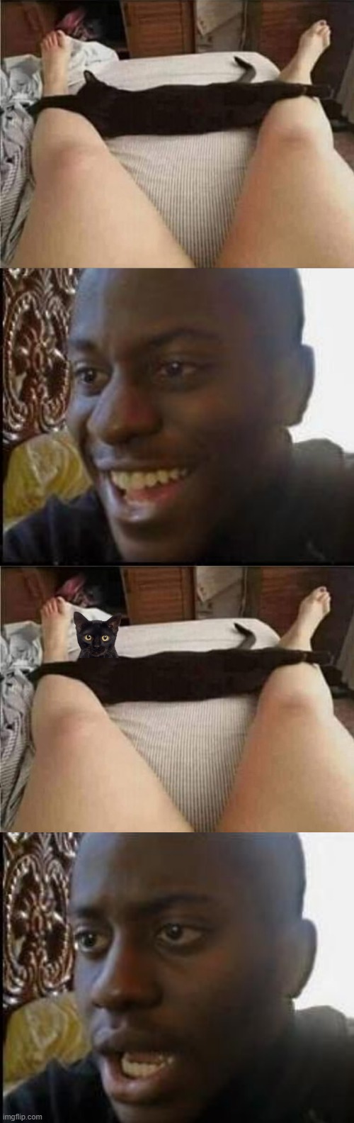 IT'S A CAT | image tagged in disappointed black guy,cats,funny cats,bad photoshop | made w/ Imgflip meme maker