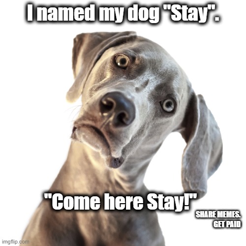 Stay |  I named my dog "Stay". "Come here Stay!"; SHARE MEMES. GET PAID | image tagged in confused dog | made w/ Imgflip meme maker