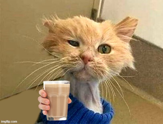 image tagged in wtf-cat | made w/ Imgflip meme maker