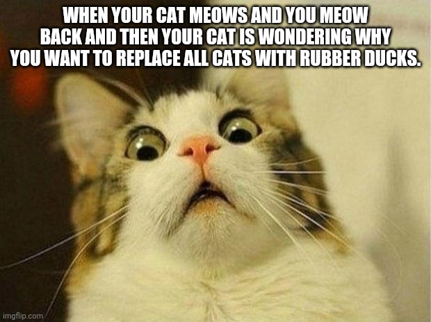 Plz dnt iz wantz cheezberger for life | WHEN YOUR CAT MEOWS AND YOU MEOW BACK AND THEN YOUR CAT IS WONDERING WHY YOU WANT TO REPLACE ALL CATS WITH RUBBER DUCKS. | image tagged in memes,scared cat | made w/ Imgflip meme maker