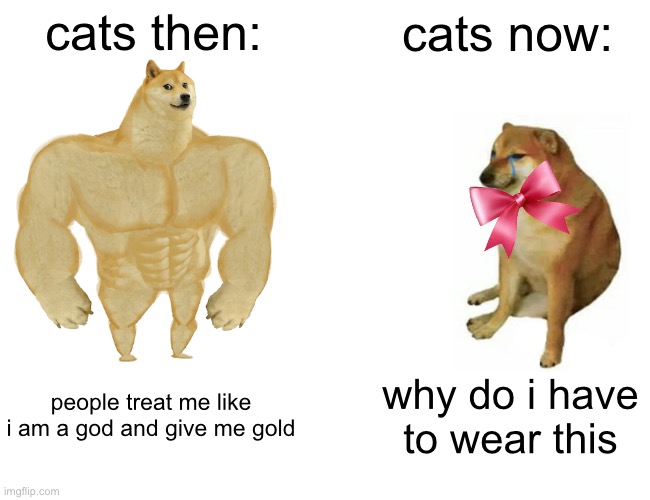 Buff Doge vs. Cheems Meme | cats then:; cats now:; people treat me like i am a god and give me gold; why do i have to wear this | image tagged in memes,buff doge vs cheems,gifs,cats | made w/ Imgflip meme maker