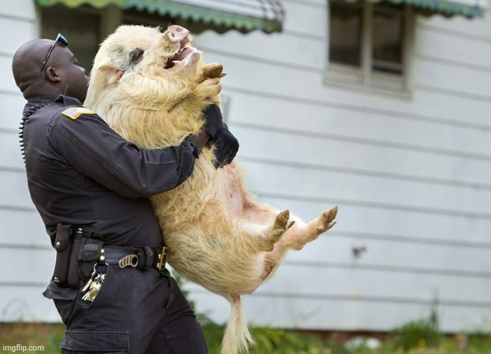 Hairy pig carried by black police man | image tagged in hairy pig carried by black police man | made w/ Imgflip meme maker