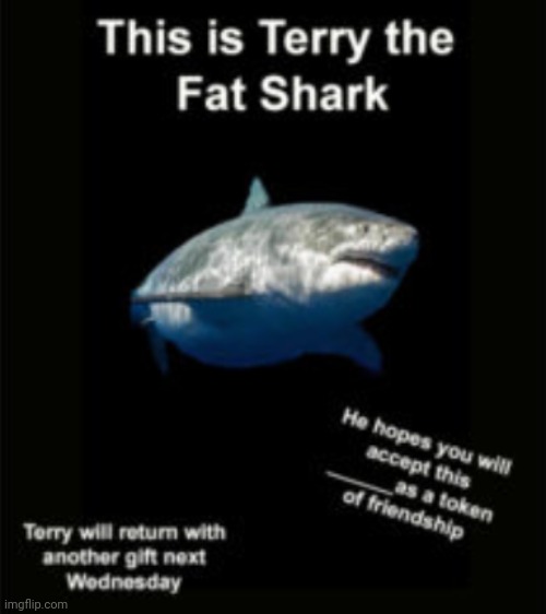 Terry the fat shark | image tagged in terry the fat shark | made w/ Imgflip meme maker