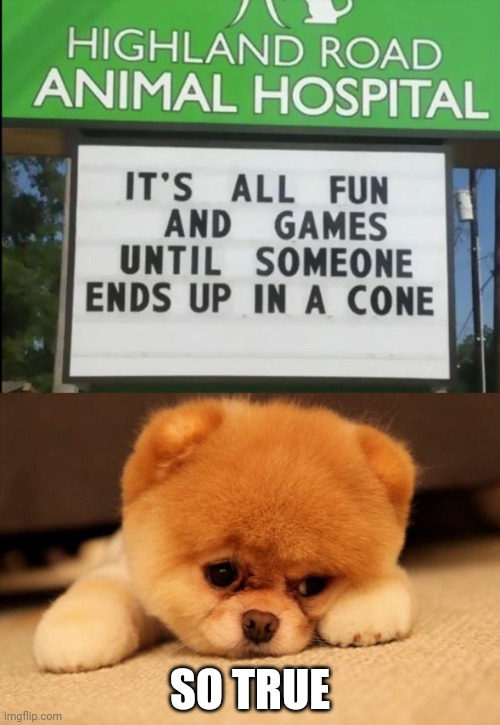 Poor Puppy, It Has PTSD From Wearing A Cone | SO TRUE | image tagged in sad puppy | made w/ Imgflip meme maker