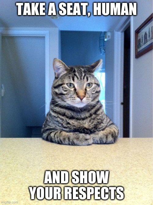 Take A Seat Cat Meme | TAKE A SEAT, HUMAN; AND SHOW YOUR RESPECTS | image tagged in memes,take a seat cat | made w/ Imgflip meme maker