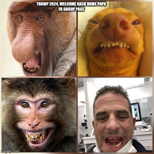 Hunter Biden's Bad Teeth Selfie | TRUMP 2024, WELCOME BACK HOME PAPA
FB GROUP PAGE | image tagged in monkey,dog,dentist,laptop,don jr,hunter biden | made w/ Imgflip meme maker