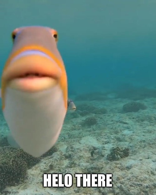 staring fish | HELO THERE | image tagged in staring fish | made w/ Imgflip meme maker