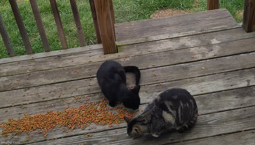 Cats | made w/ Imgflip meme maker