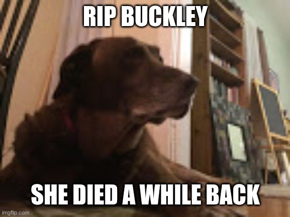 my dog | RIP BUCKLEY; SHE DIED A WHILE BACK | image tagged in my dog | made w/ Imgflip meme maker