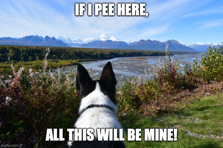 Bandit | IF I PEE HERE, ALL THIS WILL BE MINE! | image tagged in bandit | made w/ Imgflip meme maker