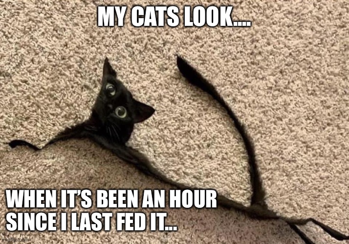 My cats look... when it’s been an hour since I last fed it | MY CATS LOOK.... WHEN IT’S BEEN AN HOUR SINCE I LAST FED IT... | image tagged in funny cats,hungry cat | made w/ Imgflip meme maker