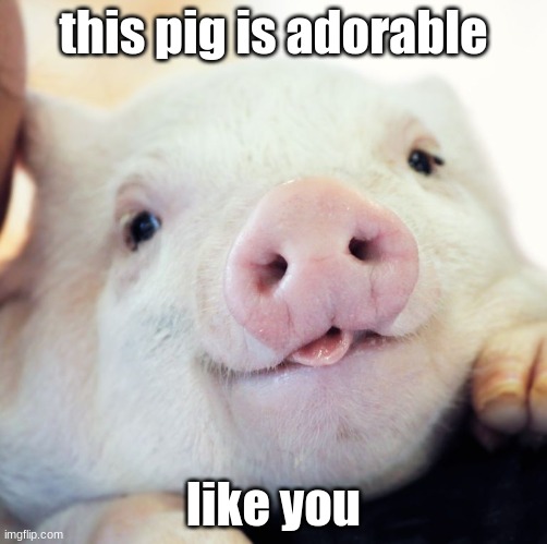 this pig is adorable; like you | made w/ Imgflip meme maker