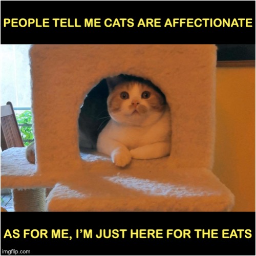 WATCH YOUR CAT | image tagged in cats are affectionate | made w/ Imgflip meme maker