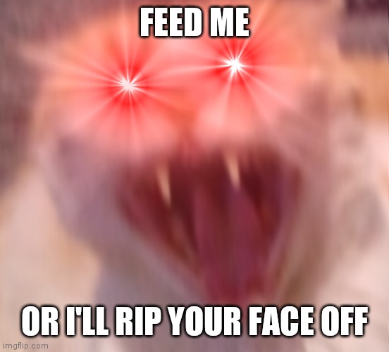 Angry cat | FEED ME OR I'LL RIP YOUR FACE OFF | image tagged in angry cat | made w/ Imgflip meme maker