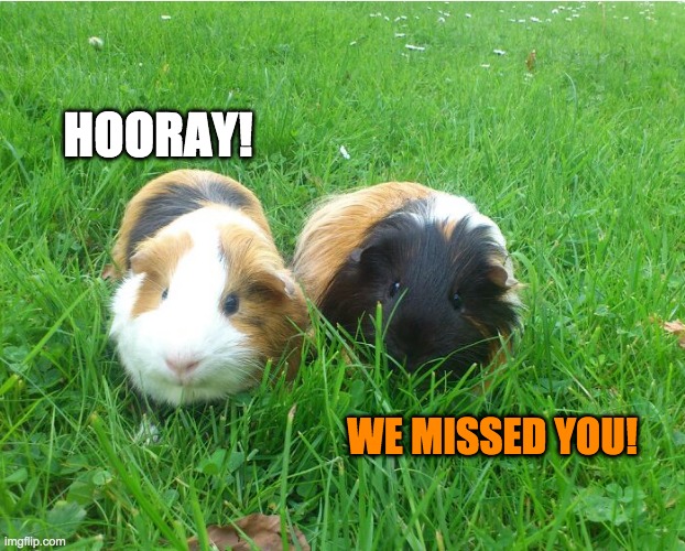 curious guinea pigs | HOORAY! WE MISSED YOU! | image tagged in curious guinea pigs | made w/ Imgflip meme maker