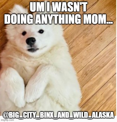 Thats right the sponsorship memes are back! | UM I WASN'T DOING ANYTHING MOM... @BIG_CITY_BINX_AND_WILD_ALASKA | image tagged in dogs | made w/ Imgflip meme maker