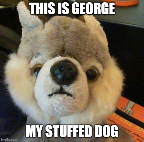 mr cheese this is a thank you, I revealed something at least( cheese: its cute) | THIS IS GEORGE; MY STUFFED DOG | image tagged in dog | made w/ Imgflip meme maker
