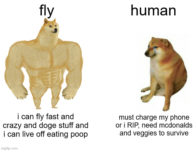 *goes for my flyswatter with angry intent* after i whip dis fly ima whip you for making this meme Snowblood_66 you betrayer -.- | fly; human; i can fly fast and crazy and doge stuff and i can live off eating poop; must charge my phone or i RIP, need mcdonalds and veggies to survive | image tagged in memes,buff doge vs cheems,fly,human,poop,mcdonalds | made w/ Imgflip meme maker