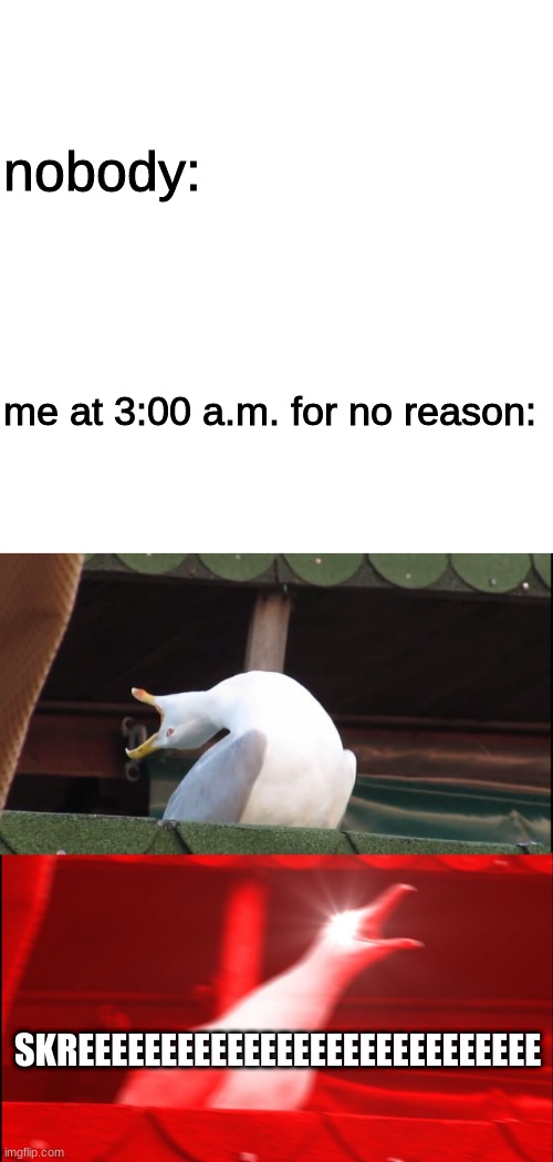 XD | nobody:; me at 3:00 a.m. for no reason:; SKREEEEEEEEEEEEEEEEEEEEEEEEEEEE | image tagged in memes,blank transparent square,screaming bird | made w/ Imgflip meme maker