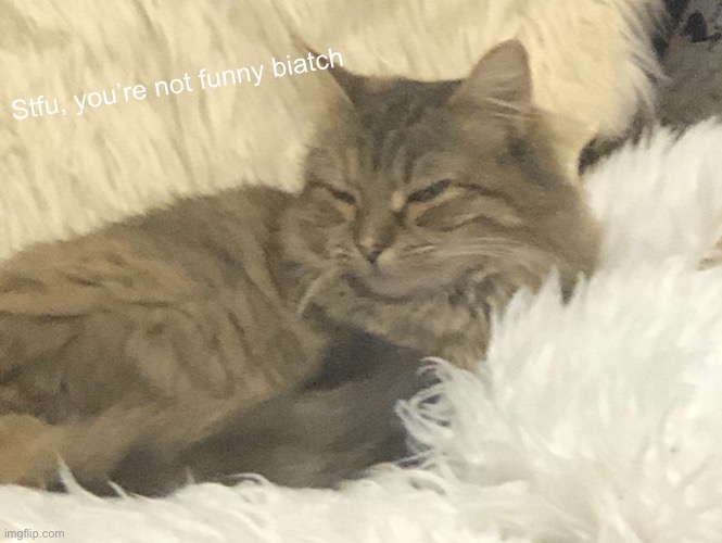 And yes, this is my cat. | Stfu, you’re not funny biatch | made w/ Imgflip meme maker