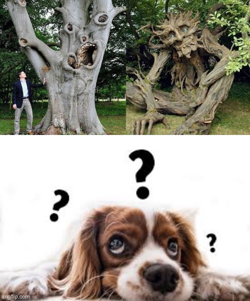 What is going on??? | image tagged in confused dog,dog,tree,weird trees,memes,oh wow are you actually reading these tags | made w/ Imgflip meme maker