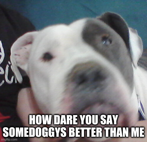 HOW DARE YOU SAY SOMEDOGGYS BETTER THAN ME | made w/ Imgflip meme maker