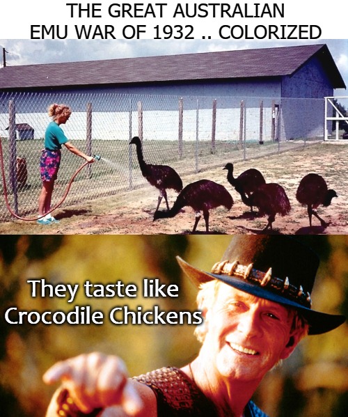 THE GREAT AUSTRALIAN EMU WAR OF 1932 .. COLORIZED; They taste like Crocodile Chickens | image tagged in lump | made w/ Imgflip meme maker