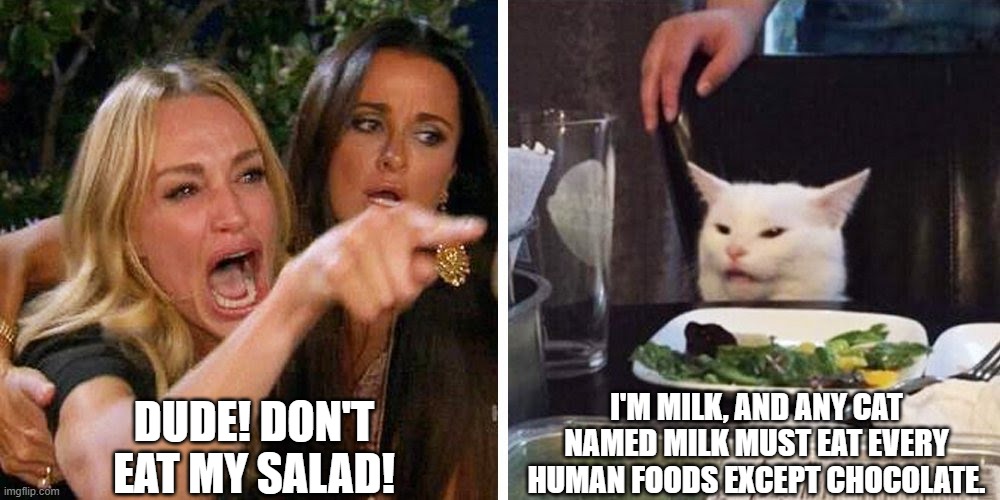 This is my cat Milk | DUDE! DON'T EAT MY SALAD! I'M MILK, AND ANY CAT NAMED MILK MUST EAT EVERY HUMAN FOODS EXCEPT CHOCOLATE. | image tagged in smudge the cat,milk,kevin | made w/ Imgflip meme maker