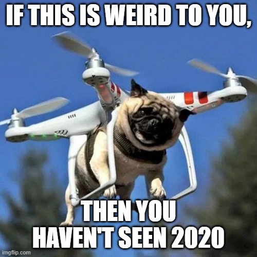 Flying Pug |  IF THIS IS WEIRD TO YOU, THEN YOU HAVEN'T SEEN 2020 | image tagged in flying pug | made w/ Imgflip meme maker