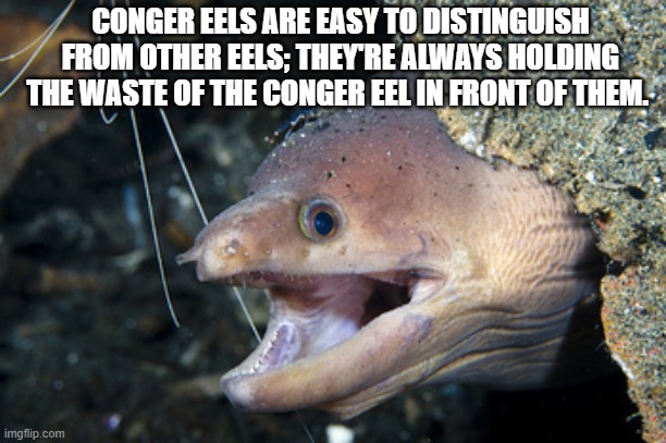 Happy Eel | CONGER EELS ARE EASY TO DISTINGUISH FROM OTHER EELS; THEY'RE ALWAYS HOLDING THE WASTE OF THE CONGER EEL IN FRONT OF THEM. | image tagged in happy eel | made w/ Imgflip meme maker