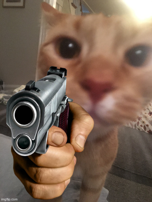 image tagged in funny,cat,gun | made w/ Imgflip meme maker