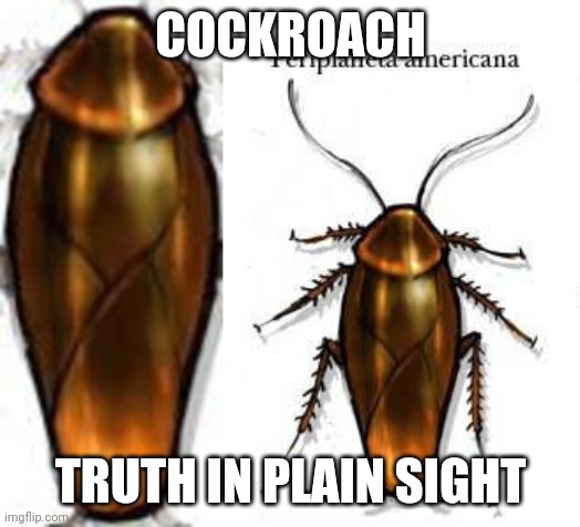 Cockroach | COCKROACH; TRUTH IN PLAIN SIGHT | image tagged in bugs,cockroach,occult,secrets,truth | made w/ Imgflip meme maker