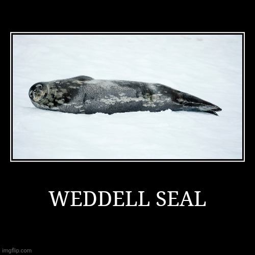 Weddell Seal | image tagged in demotivationals,seal | made w/ Imgflip demotivational maker