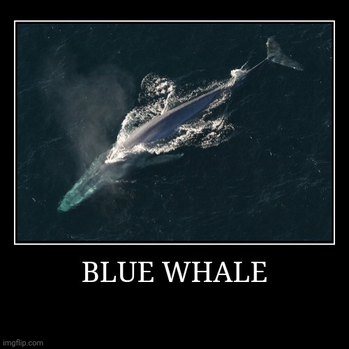 Blue Whale | BLUE WHALE | | image tagged in demotivationals,whale | made w/ Imgflip demotivational maker