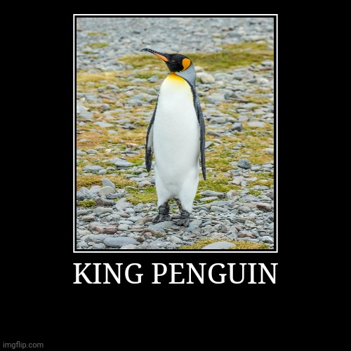 King Penguin | image tagged in demotivationals,penguin | made w/ Imgflip demotivational maker