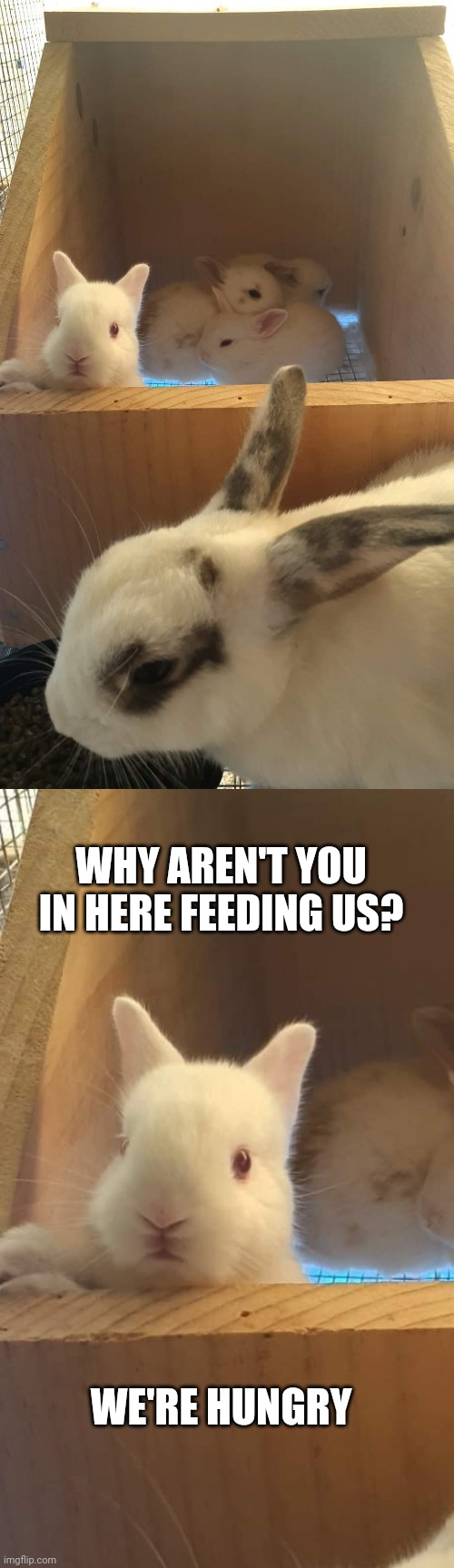GRUMPY BUNNY | WHY AREN'T YOU IN HERE FEEDING US? WE'RE HUNGRY | image tagged in bunnies,rabbits,bunny,rabbit | made w/ Imgflip meme maker