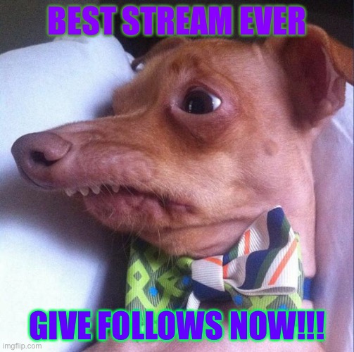 Sorry for taking so long to approve your image also great idea | BEST STREAM EVER; GIVE FOLLOWS NOW!!! | image tagged in tuna the dog phteven | made w/ Imgflip meme maker