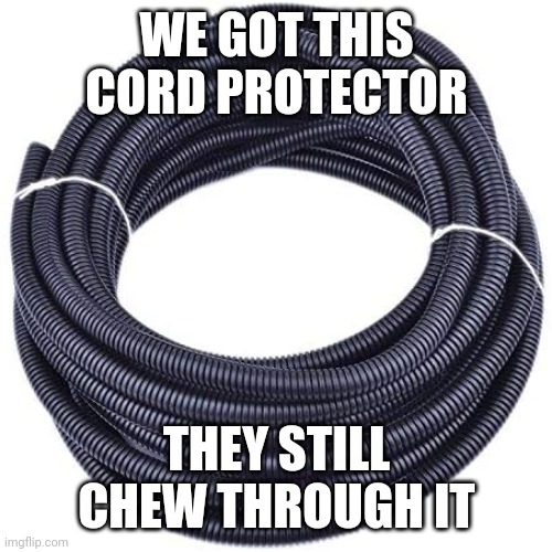 WE GOT THIS CORD PROTECTOR THEY STILL CHEW THROUGH IT | made w/ Imgflip meme maker