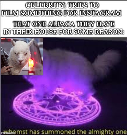 Whomst has Summoned the almighty one |  CELEBRITY: TRIES TO FILM SOMETHING FOR INSTAGRAM; THAT ONE ALPACA THEY HAVE IN THEIR HOUSE FOR SOME REASON: | image tagged in whomst has summoned the almighty one | made w/ Imgflip meme maker