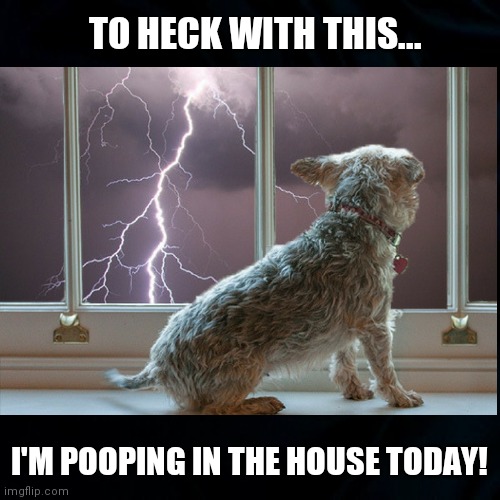 Dog VS Thunder | TO HECK WITH THIS... I'M POOPING IN THE HOUSE TODAY! | image tagged in dog afraid of thunder,dogs,storm,funny memes,fun,poop | made w/ Imgflip meme maker