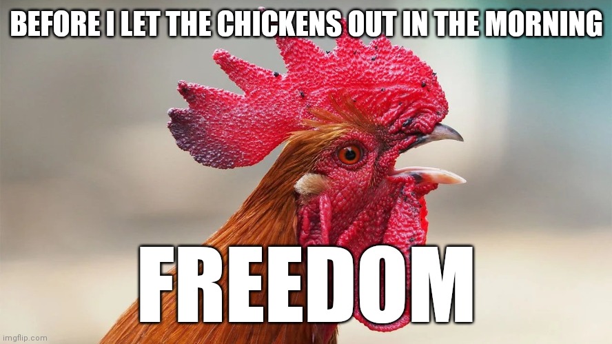 The William Wallace of roosters | BEFORE I LET THE CHICKENS OUT IN THE MORNING; FREEDOM | image tagged in freedom | made w/ Imgflip meme maker