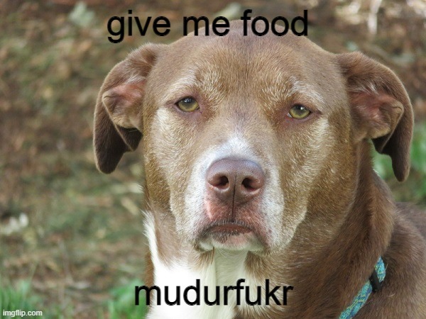 unamused dog | give me food; mudurfukr | image tagged in unamused dog | made w/ Imgflip meme maker