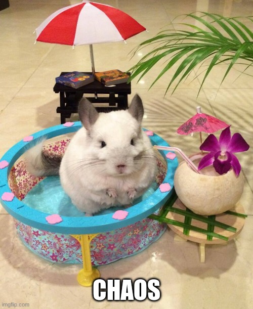 Chinchilla Chinchillin  | CHAOS | image tagged in chinchilla chinchillin | made w/ Imgflip meme maker
