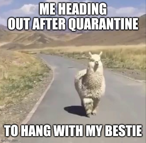 ChonkynAlpaca | ME HEADING OUT AFTER QUARANTINE; TO HANG WITH MY BESTIE | image tagged in chonkynalpaca | made w/ Imgflip meme maker